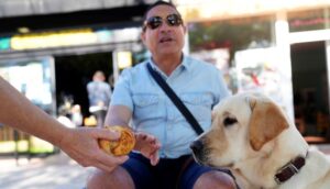 Por qué no debes darle comida a un perro guía