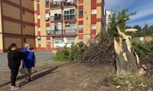 Rossi pide “responsabilidades” por la tala de dos grandes árboles en Huerto Paco