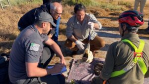 Marismas del Odiel anilla los cinco primeros pollos de águila pescadora nacidos en 2024