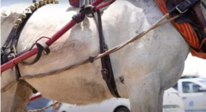 Ocho caballos y dos mulas han muerto en la Romería del Rocío 2024