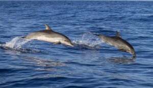 Una manada de delfines se deja ver en el puerto deportivo de Mazagón