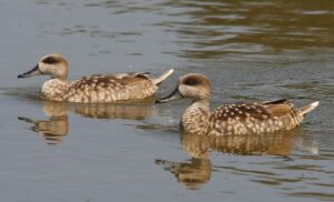 SEO/BirdLife alerta: "Doñana está sumida en la mayor crisis de biodiversidad de su historia"