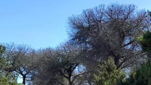 Alertan de que "la muerte de pinos en Doñana afecta ya al Parque Nacional en Marismillas"