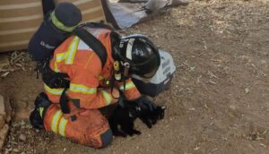 Mueren cuatro gatos en el incendio de una vivienda en Ayamonte
