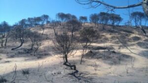 El juez continúa el procedimiento contra los tres investigados por el incendio de Doñana de 2017
