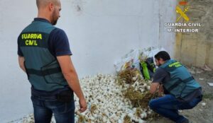 Tres detenidos por robar unos 4.000 kilos de ajos en La Palma