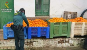 Cinco detenidos y ocho investigados por el robo de 15.000 kilos de naranjas en el Condado