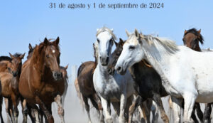Hinojos presenta el cartel anunciador de la Recogida de las Yeguas 2024