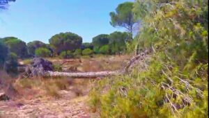 pinos muerto súbitamente en Doñana