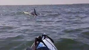 Vídeo | Espectacular avistamiento de delfines en el puerto de Mazagón