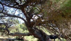 El Pino Centenario de Mazagón, candidato al Premio 'Árbol Nacional y Europeo del Año'