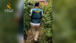 Desmantelan una plantación de marihuana con dos detenidos en Paymogo huelva