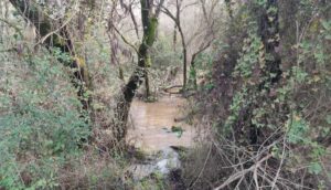 Doñana y su entorno recobran el esplendor