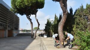 Endoterapia para el control de la procesionaria en los pinos de Punta Umbría y El Portil