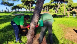 Huelva refuerza las medidas para controlar la procesionaria