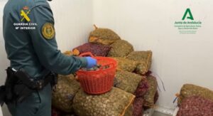 Intervenidos más de 3.200 kilos de pulpo y 200 kilos de almeja en Isla, Lepe y Ayamonte