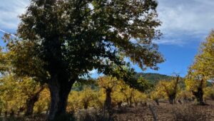 Galazora acoge este martes una jornada de debate sobre el castañar en la Sierra