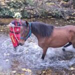 Bomberos rescatan a un caballo en la Ribera de los Romeros en Jabugo