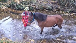 Bomberos rescatan a un caballo en la Ribera de los Romeros en Jabugo