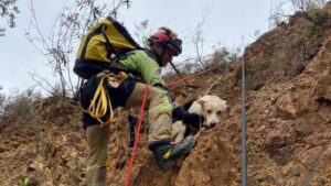 Bomberos rescatan a dos perros atrapados en una ladera en El Cerro de Andévalo