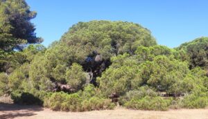 Últimos días para votar al Pino Centenario de Mazagón como 'Árbol de España y Europa'