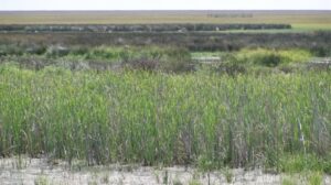 Los titulares de la Masa de Agua Subterránea Almonte votan en contra de los estatutos de la Cuma